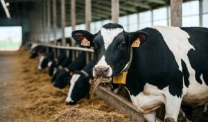 Ruotsin viimeinen Bovaer-hanke kaatui – meijeri vetäytyi ja siivosi jälkensä