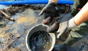 Raakkuturman järkyttävät luvut julki: 3 300 simpukkaa kuoli – vahingot yli 2 miljoonaa euroa