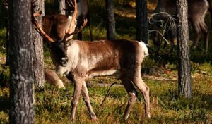 Metsäpeura ja tuulivoima törmäyskurssilla Keski‑Pohjanmaalla