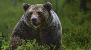Karhujahti alkoi ruokintapaikalta – Kaksi epäiltyä metsästysrikosta Kouvolan Valkealassa