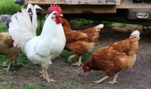 Suuri poliisioperaatio Saksassa: Aasialaistaustainen perhe jäi kiinni takapihalla suoritetusta kanateurastuksesta